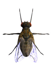 house fly