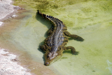 cocodrillo
