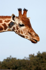 Girafe