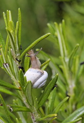 Escargot blanc de Provence sur le romarin