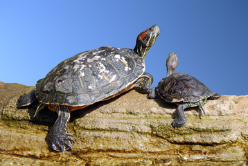 Tartarughe