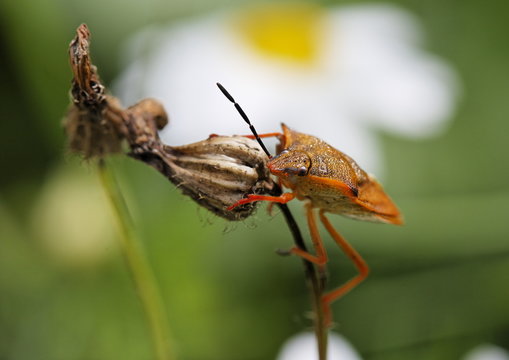 Punaise (Notonecte) - Alpes de Haute Provence, France