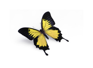 Papillon © manipulateur