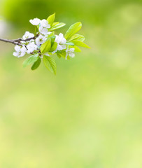 Tree branch with cherry flowers over green background