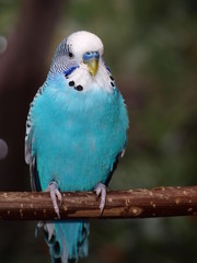 Junger blauer Wellensittich