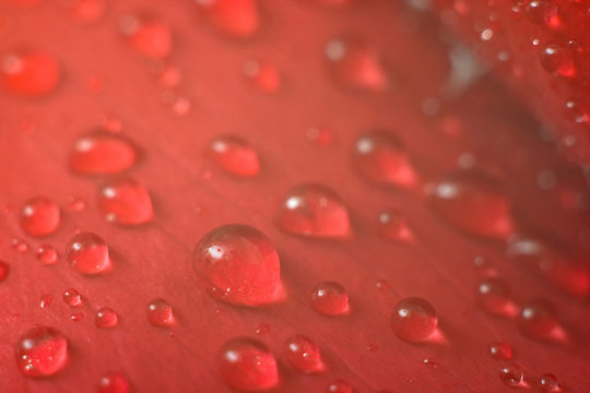 Wet red petal 2