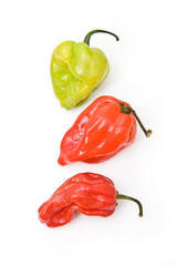 Scotch bonnet chili peppers