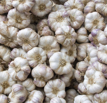 garlic