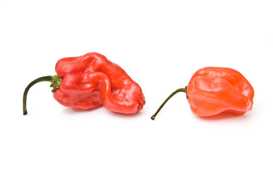 West Indian Scotch Bonnet Peppers