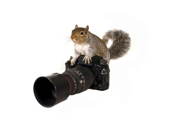 The squirrel - the photographer