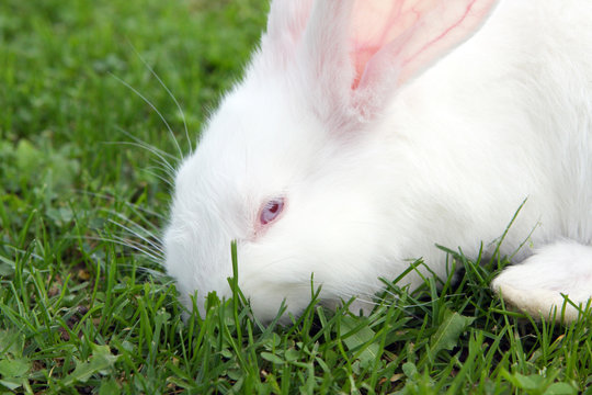 Easter bunny on green grass