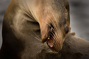 Galapagos sea lion (Zalophus wollebaeki)