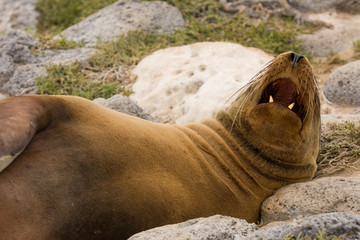 Galapagos sea lion (Zalophus wollebaeki)