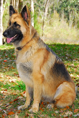 police dog on alert