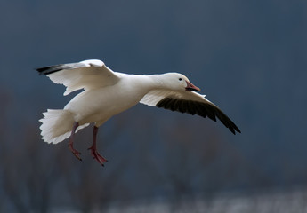 Fototapeta na wymiar Snow Goose Flying