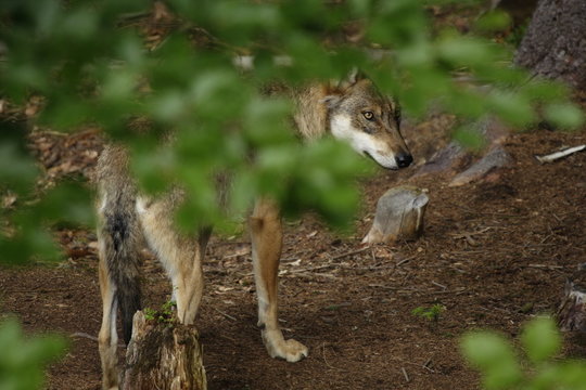 Grauwolf