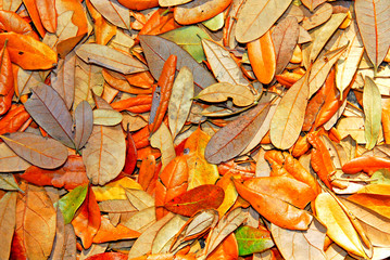 Variety of oak leaves