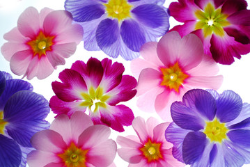 Naklejka na ściany i meble kolorowe kwiaty pierwiosnki