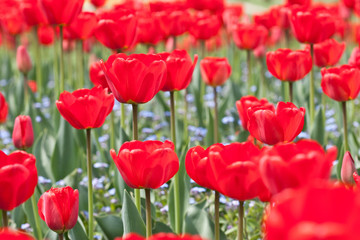 red tulips