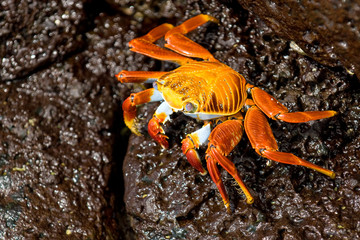 red crab on the rock, galapagos islands