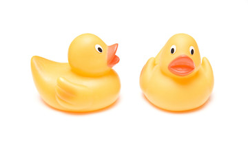 Rubber Ducks isolated on a white studio background.