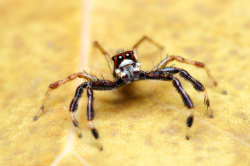 Spider (Epeus Alboguttatus)