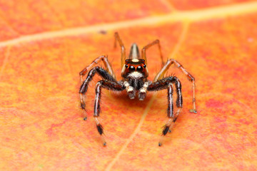 Spider (Epeus Alboguttatus)