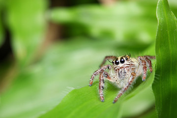 Spider (Rhene atrata)