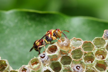 Wasp on Nest