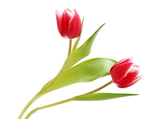 Tulpen