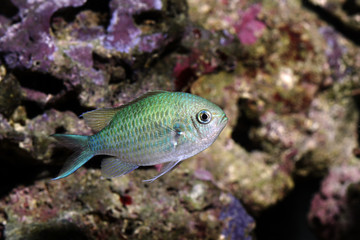 Fototapeta na wymiar colorful fish, blue green chromis - chromis viridis