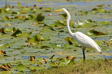 White heron