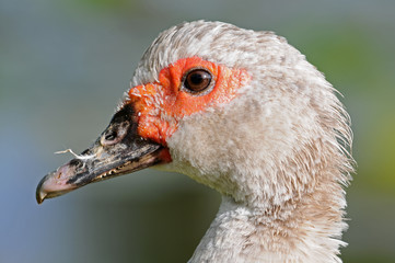 Duck portrait