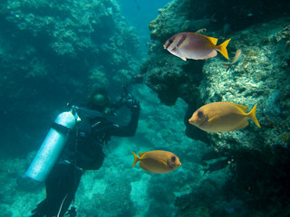 Fototapeta premium Rabitreef