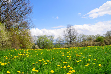 Landschaft Blumen Wiese blauer Himmel