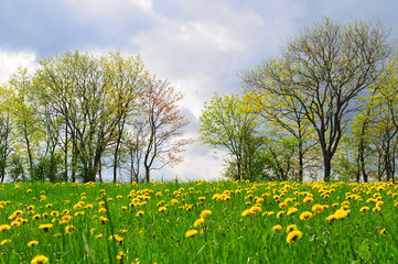 Landschaft Blumen Wiese Fr&uuml;hling