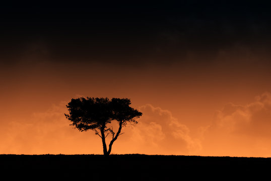 Silhouetted tree