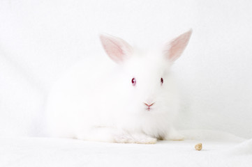 Cute white baby rabbit