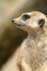 Erdmännchen (Suricata suricatta)