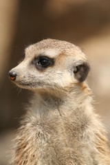 Erdmännchen (Suricata suricatta)