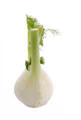 koper włoski, fennel