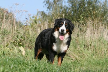 bouvier bernois de face en été à la campagne