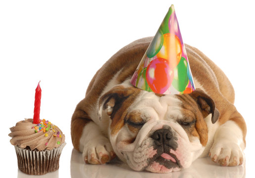 party pooper - bulldog with birthday party hat and cupcake