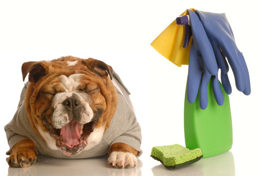 adorable bulldog sitting beside cleaning supplies laughing
