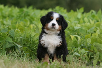 adorable chiot Bouvier Bernois assis très sagement de face