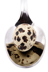 quail egg in the spoon