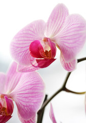 Obraz premium Closeup of a purple orchid