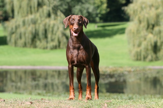 dobermann marron immobile de face dans un grand parc