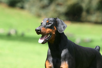 portrait d'un dobermann en été à la campagne