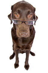 Clever Labrador with Glasses